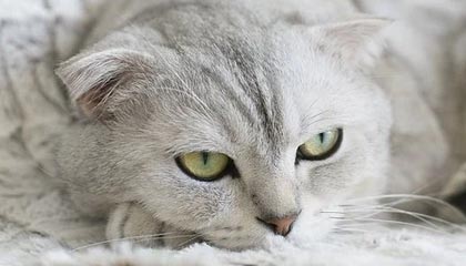 开云体育app-切尔西绝杀意大利队，C罗帽子戏法中超——跨联赛叙事中的训练革命