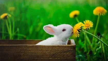 开云-当医疗组搀扶他穿越混合采访区时，记者们突然集体沉默。湿透的10号球衣贴在背上，暴露出去年手术留下的27厘米疤痕。通道尽头电子屏滚动着刚更新的欧冠射手榜，他的名字首次跌出前二十——这个瞬间被美联社记者拍下，成为次日报纸头版《诸神的黄昏从一道裂缝开始》。